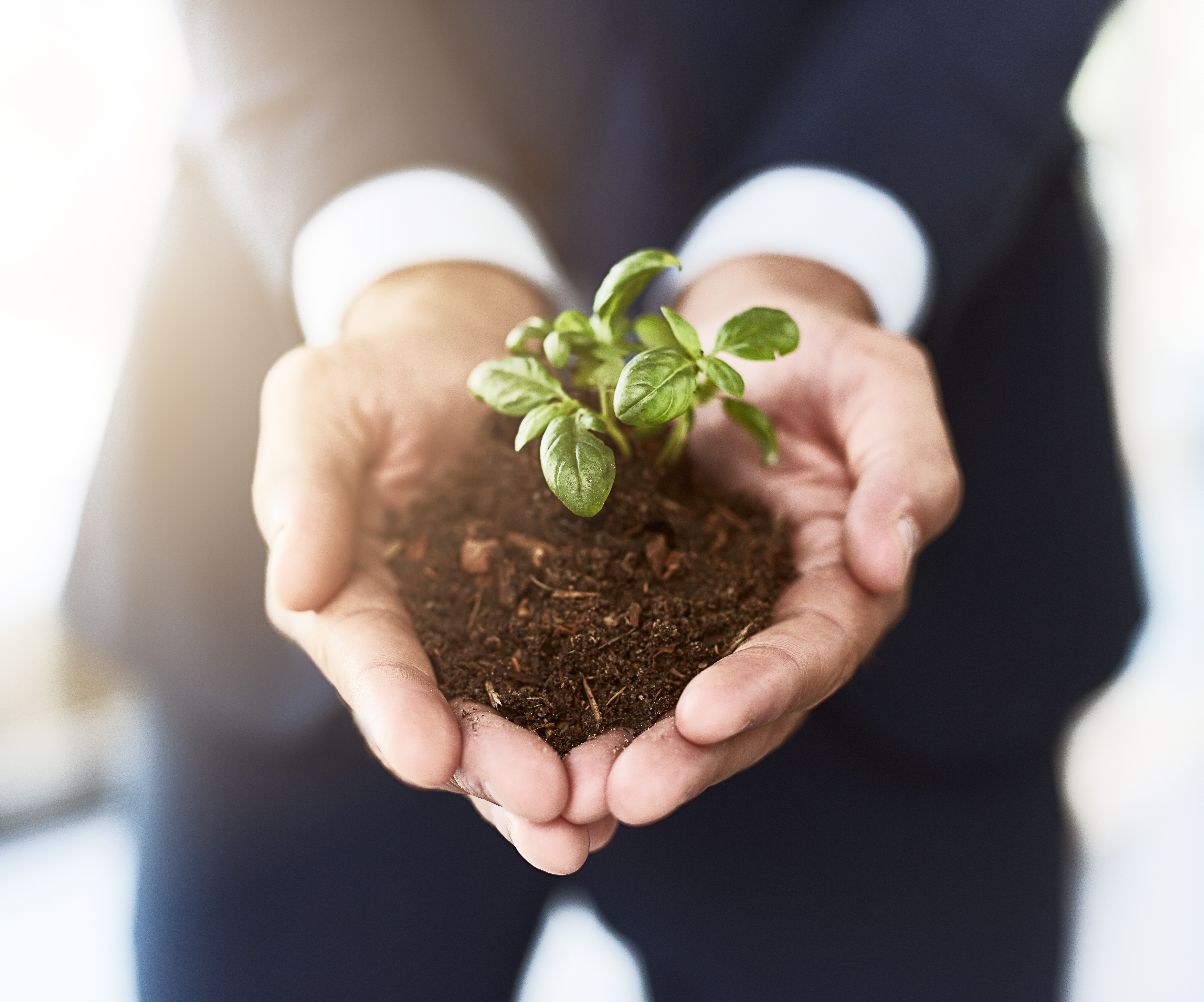 A businessperson in a suit holding a small green seedling in cupped hands