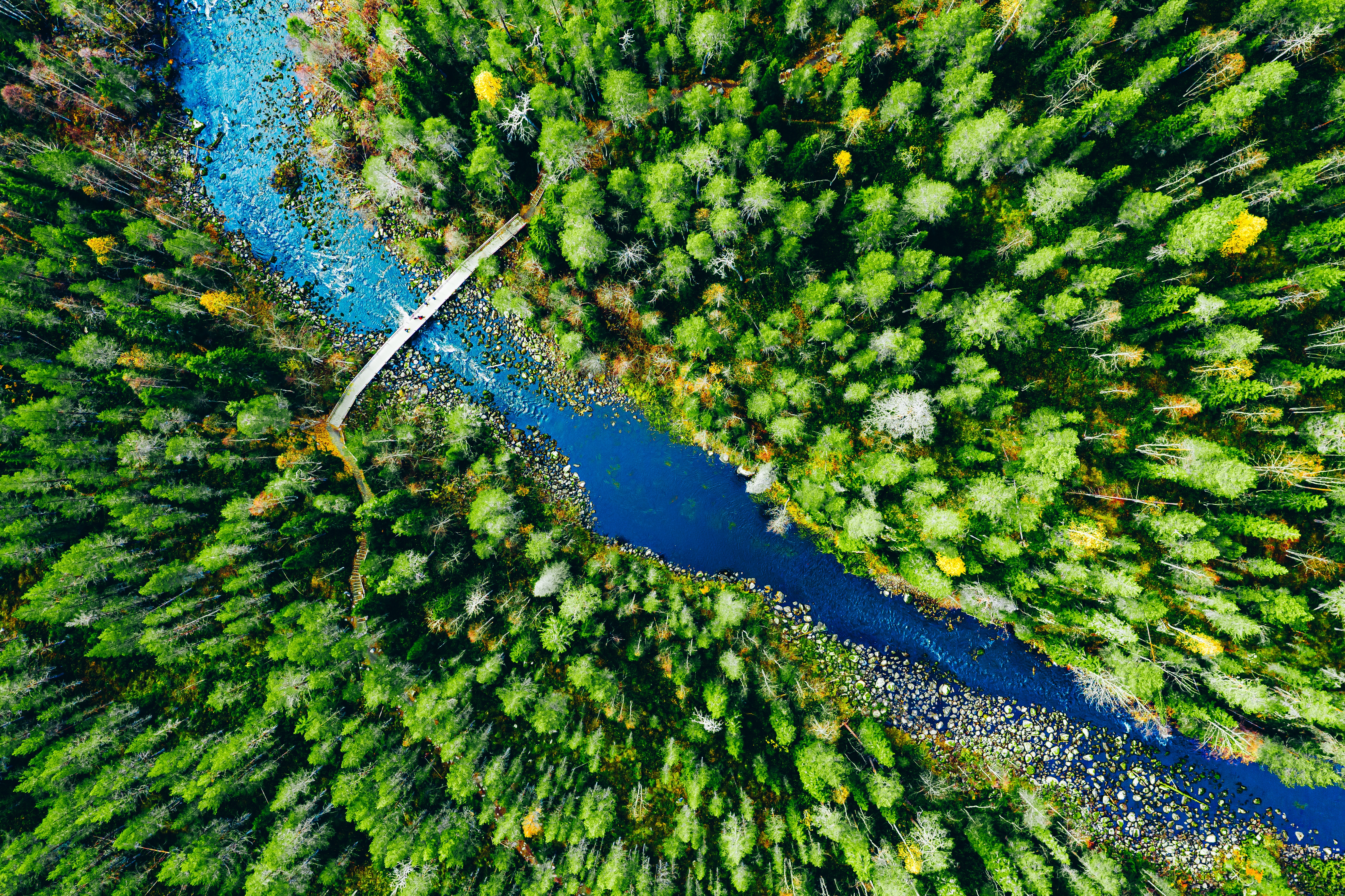 Aerial view of a river flowing through a dense green forest